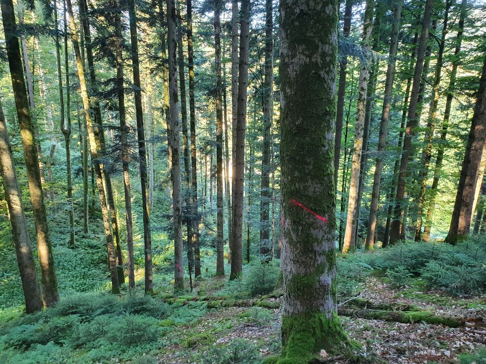 HolzschlagbewilligungAnzeichnen_Unternehmerholzschlag Anzeichnen in Walkringen.jpg HolzschlagbewilligungAnzeichnen_Unternehmerholzschlag Anzeichnen in Walkringen